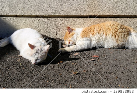 流浪貓在公園裡酣睡，秋日的陽光，棕色和白色，印花布風格 129858998