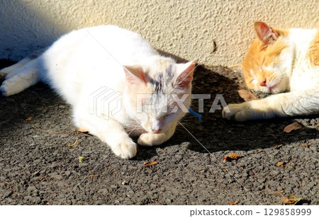 流浪貓在公園裡酣睡，秋日的陽光，棕色和白色，印花布風格 129858999