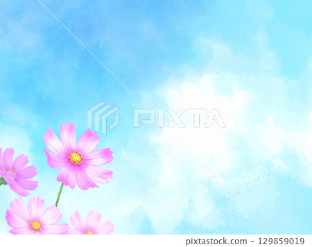 Cosmos and blue sky 129859019
