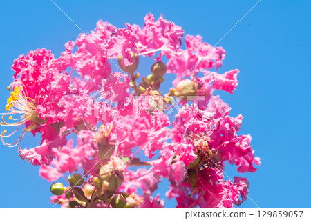 Flower of crape mybs 129859057