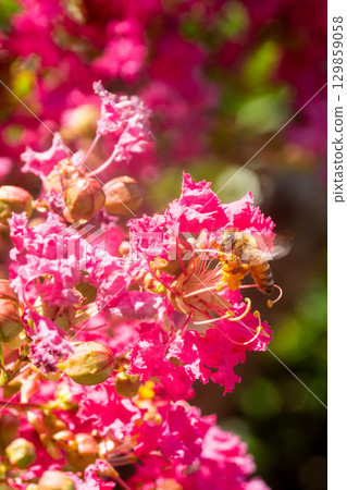 Flower of crape mybs Flower of crape mybs 129859058