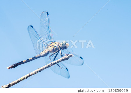 Blue sky dragonfly 129859059