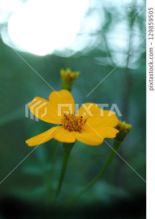 黃薄荷萬壽菊花 黃薄荷萬壽菊花 129859505
