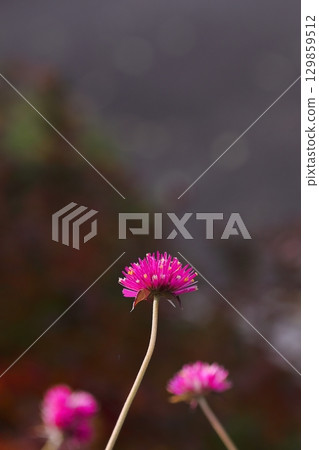 路邊盛開的粉紅千日紅 路邊盛開的粉紅千日紅 129859512