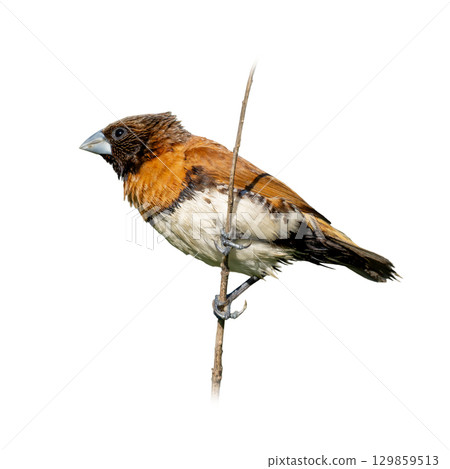 Chestnut-breasted Munia perched on a thin branch against a white background Chestnut-breasted Munia perched on a thin branch against a white background 129859513