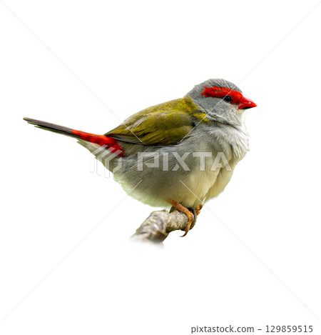 Bright Red-browed Firetail perched on a branch with vivid red markings and soft green-gray plumage 129859515
