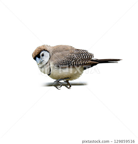 Small Double-barred Finch perched on a metal bar, showing its unique patterned plumage and soft round body 129859516