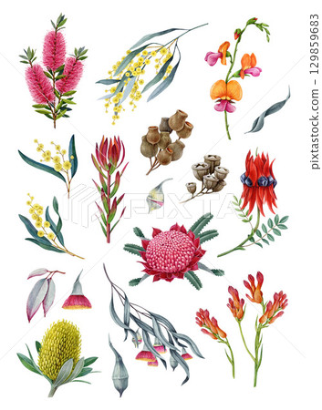 Australia native flora element collection. Watercolor vintage illustration. Hand drawn banksia, golden wattle, waratah flower, desert pea, gum tree branch, brush tree element set on white background 129859683