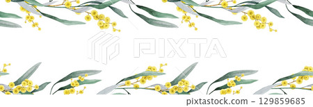 Golden wattle flowers seamless border frame decor element watercolor illustration. Acacia pycnantha Australian native plant. Golden wattle floral decoration elegant design on white background Golden wattle flowers seamless border frame decor element watercolor illustration. Acacia pycnantha Australian native plant. Golden wattle floral decoration elegant design on white background 129859685