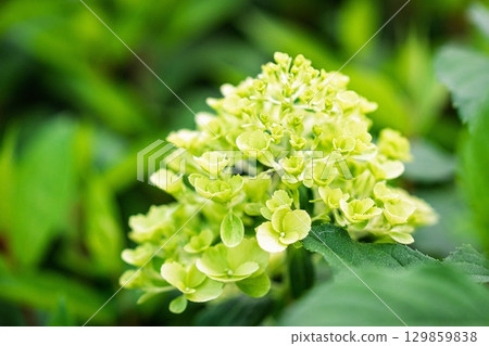Lush Green Hydrangea Blossom Captivating Beauty and Unfolding Bloom, Perfect for Backgrounds Lush Green Hydrangea Blossom Captivating Beauty and Unfolding Bloom, Perfect for Backgrounds 129859838