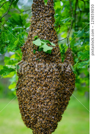 Honey Bee Swarm Clustering on Tree Branch, Natural Beehive Formation in Springtime Honey Bee Swarm Clustering on Tree Branch, Natural Beehive Formation in Springtime 129859850