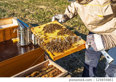 Beekeeper Examining Honeycomb Frame at Apiary. Honey Production, Agricultural Activity. Beekeeper Examining Honeycomb Frame at Apiary. Honey Production, Agricultural Activity. 129859861