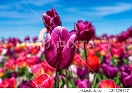 Vibrant Tulip Garden A Symphony of Colors Under the Azure Sky, Floral Beauty Vibrant Tulip Garden A Symphony of Colors Under the Azure Sky, Floral Beauty 129859867