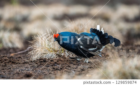 Magnificent Black Grouse Displaying in Natural Habitat, Lekking on Moorland Ground Magnificent Black Grouse Displaying in Natural Habitat, Lekking on Moorland Ground 129859874