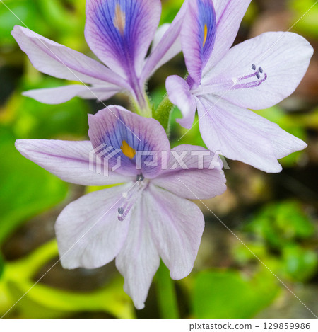 Water hyacinth flowers 129859986