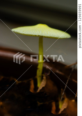 黃芩 黃芩 129859991