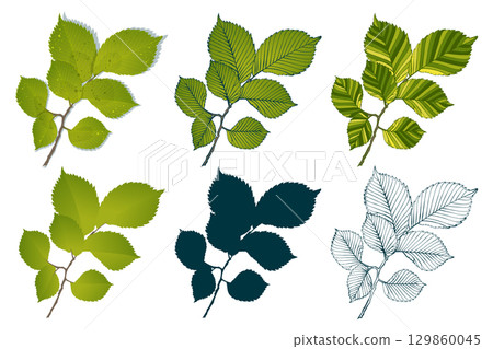 Set of hand-drawn elm green leaves brunch isolated on white background. Flat and line styles vector illustration. Set of hand-drawn elm green leaves brunch isolated on white background. Flat and line styles vector illustration. 129860045