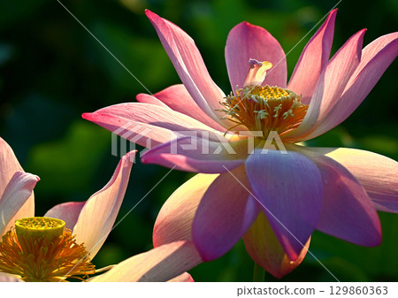 癒合荷花的窗台 129860363