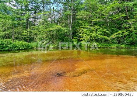 Scenery of Tashiro Pond in Kamikochi surrounded by fresh greenery 129860483