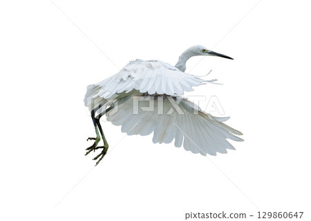 Graceful little egret in flight with wings spread wide 129860647