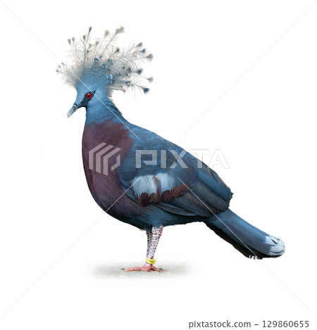 Elegant Victoria crowned pigeon with vibrant blue feathers and ornate crest Elegant Victoria crowned pigeon with vibrant blue feathers and ornate crest 129860655