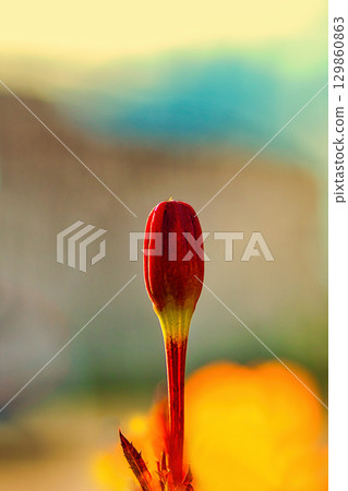Saffron buds bathed in spring light 129860863