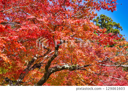 Beautiful autumn leaves at Jingoji Temple, Mount Takao, Mio, Kyoto (Ukyo Ward, Kyoto City, Kyoto Prefecture) 129861603