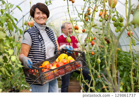 Wife holds a box of vegetables, the husband harvests ripe tomatoes and puts them in box 129861737