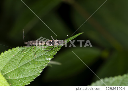 Omoun白梨 129861924