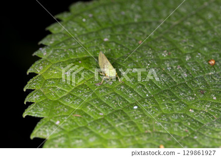 Osayokobai 129861927