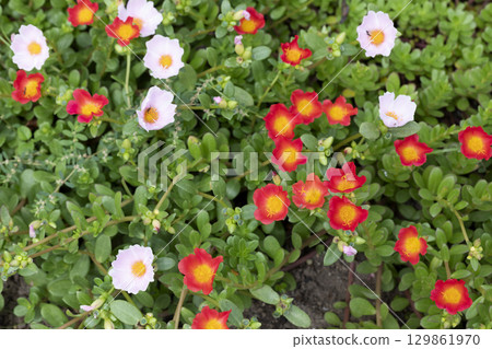 Portulaca Portulaca 129861970