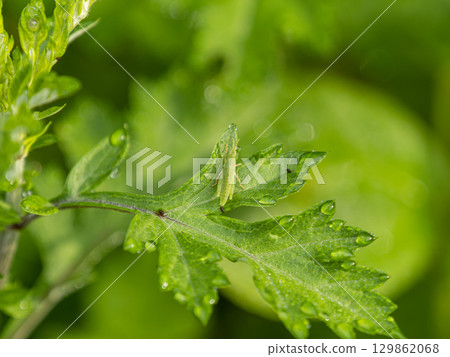 A defecating grasshopper 129862068