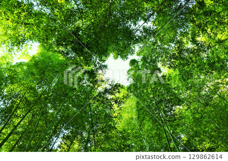 Kyoto Saga Arashiyama Bamboo Forest with Fresh Green Leaves Kyoto Saga Arashiyama Bamboo Forest with Fresh Green Leaves 129862614
