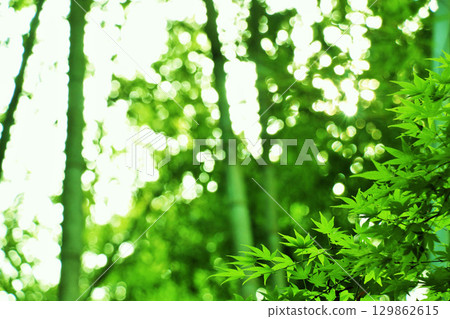 Bamboo forest of Kyoto fresh green and leaves of maple Bamboo forest of Kyoto fresh green and leaves of maple 129862615