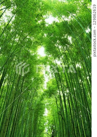 京都嵯峨嵐山竹林，綠葉鮮嫩 129862619