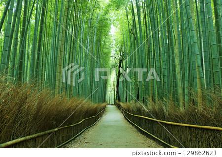 京都嵯峨嵐山竹林，綠葉鮮嫩 129862621