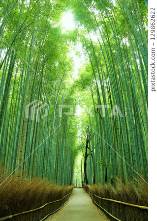 京都嵯峨嵐山竹林，綠葉鮮嫩 129862622