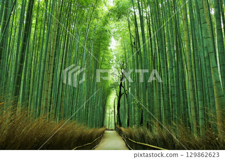 京都嵯峨嵐山竹林，綠葉鮮嫩 129862623