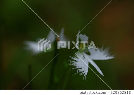 Egret flying in the sky 129862818