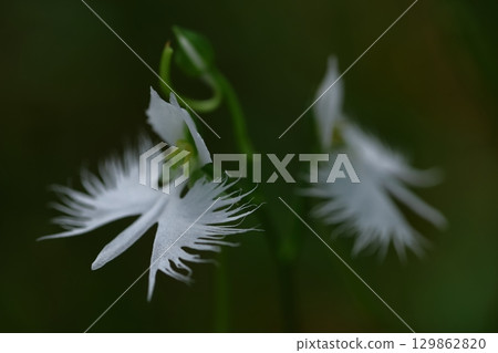 Egret flying in the sky 129862820