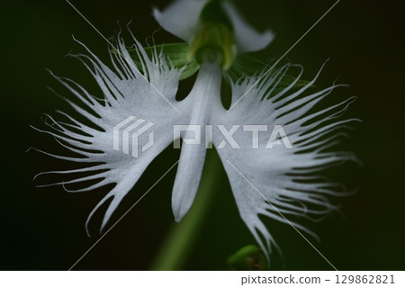 Egret flying in the sky Egret flying in the sky 129862821