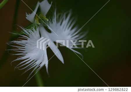Egret flying in the sky Egret flying in the sky 129862822