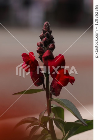 Red goldfish flowers Red goldfish flowers 129862868