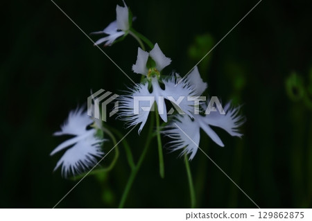 白鷺在天上飛 白鷺在天上飛 129862875