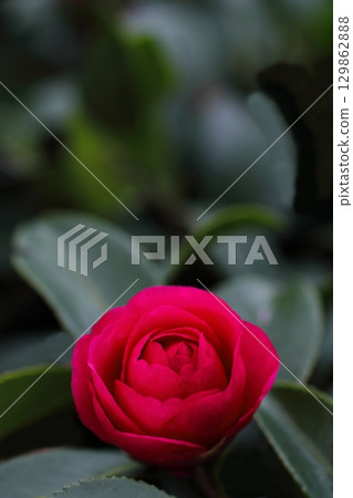 Red camellia Red camellia 129862888