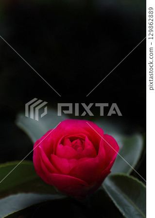 Red camellia Red camellia 129862889