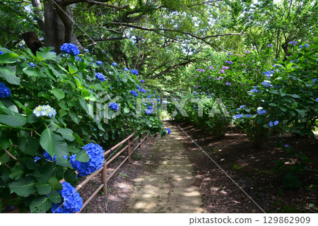 Hinuma Natural Park 2025-6-28 #82 Hinuma Natural Park 2025-6-28 #82 129862909