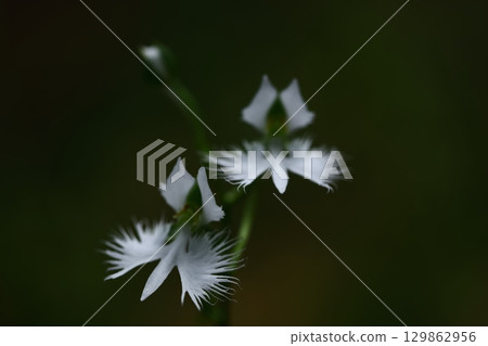 白鷺在天上飛 129862956