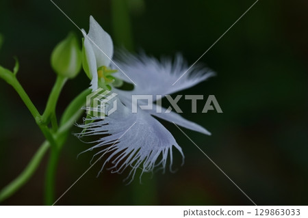 白鷺在天上飛 129863033