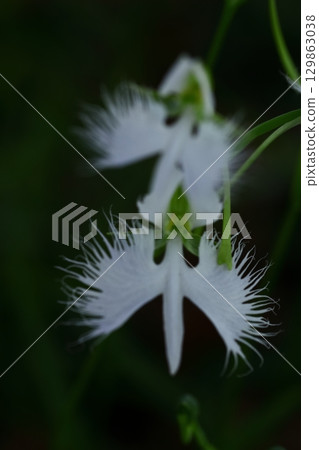 白鷺在天上飛 129863038